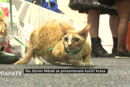 Na Jižním Městě se prezentovala kočičí krása