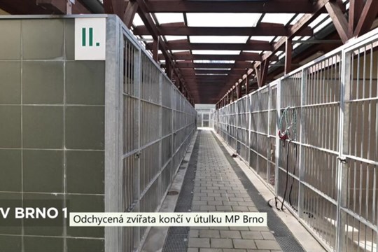 Odchycená zvířata končí v útulku MP Brno