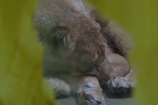 V hodonínské zoo se narodila vzácná lví slečna