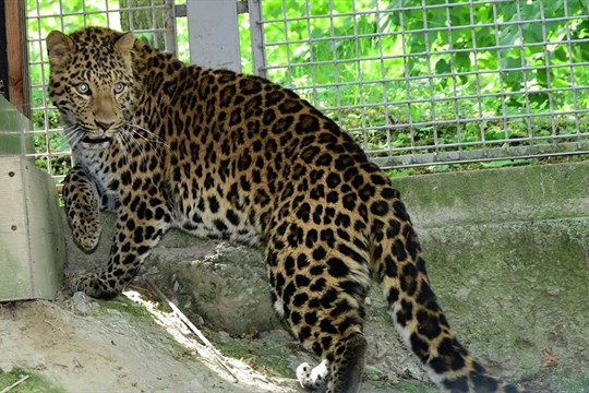 Olomoucká zoo má dva nové přírůstky levharta čínského