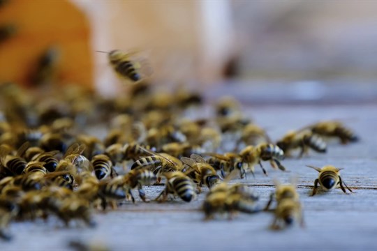 Tuzemští včelaři hlásí výrazně nižší úhyny včelstev