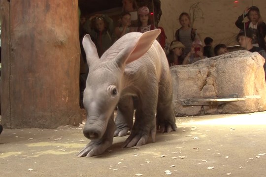 Zoo Olomouc má mládě hrabáče