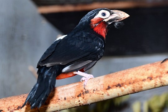 Olomoucká zoo získala významné ocenění v soutěži Bílý slon