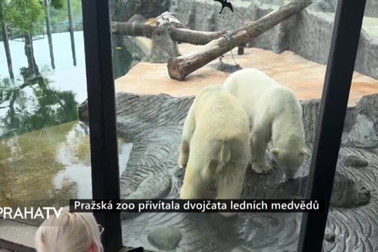 Pražská zoo přivítala dvojčata ledních medvědů