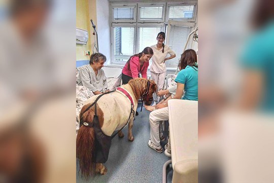 Neurologickou kliniku FNOL navštívili poníci, v rámci léčby hipoterapií
