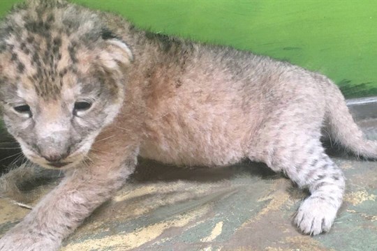 Hodonínská zoo bohužel přišla o mládě lva berberského. Samice měsíc po porodu ztratila mléko