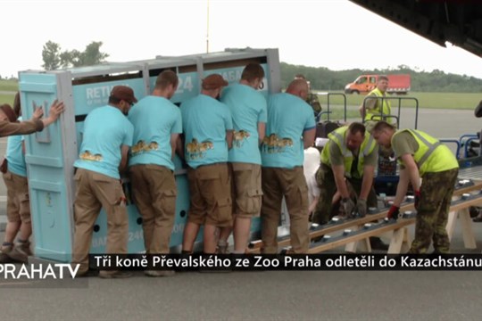 Tři koně Převalského ze Zoo Praha odletěli do Kazachstánu