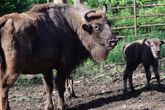Olomoucká zoo má nová mláďata největšího savce Evropy zubra evropského