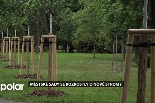 Městské sady v Opavě se rozrostly o nové stromy. Nahradily poškozené stromy napadené jmelím