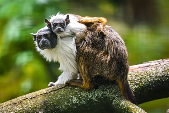 Ve zlínské zoo se narodilo mládě kriticky ohroženého tamarína pestrého. Jde o velký chovatelský úspěch