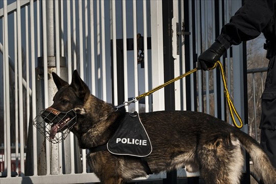 Zloději chtěli ze sklepa bytového domu v centru Zlína ukrást kolo. Vyčenichal je policejní pes