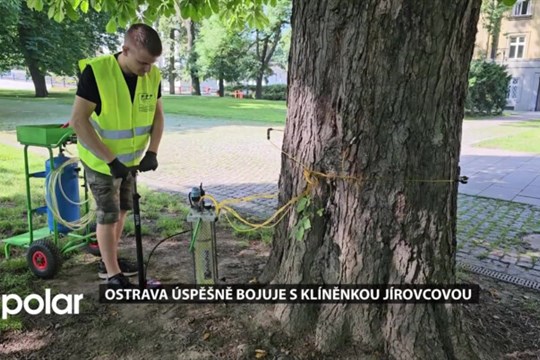 Ostrava úspěšně bojuje s klíněnkami. Housenky dokáží zlikvidovat vzrostlý kaštan