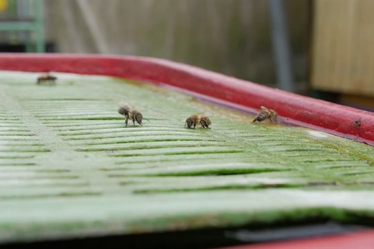 Kraj chce školákům přiblížit význam včel pro životní prostředí