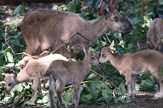 Olomoucká zoo má dalších dvanáct mláďat vzácné kozy šrouborohé