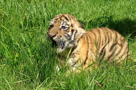 Ve zlínské zoo se narodilo mládě tygra ussurijského. Návštěvníci ho mohou vidět díky nově nainstalované obrazovce