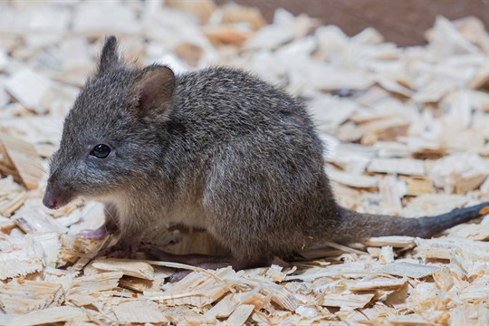 V olomoucké zoo se narodilo mládě klokánka krysího