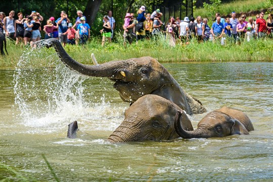 Tropické teploty zvládají zvířata ve zlínské zoo bez problémů. Dostávají i speciální zmrzliny