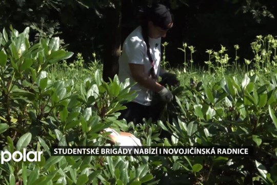 Studentské brigády nabízí i novojičínská radnice, zájem je obrovský
