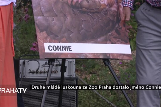 Druhé mládě luskouna ze Zoo Praha dostalo jméno Connie