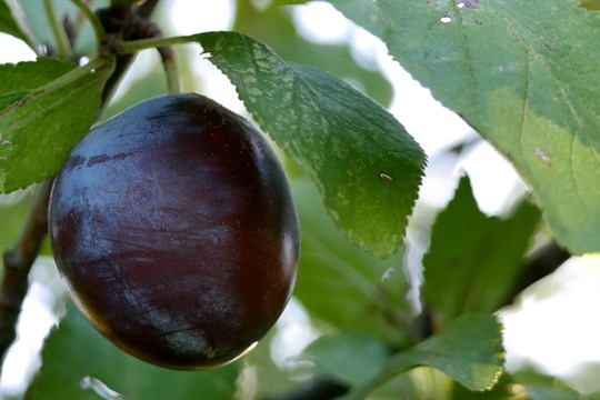 Kraj podpoří místní zemědělce i vinaře