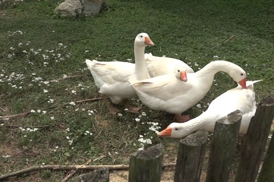 Děti si zase užívají léto na Rochusu