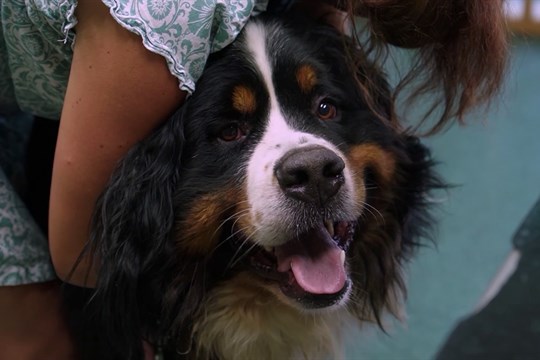 Veterinární pohotovost ve Vsetíně skončila kvůli zneužívání jejích služeb