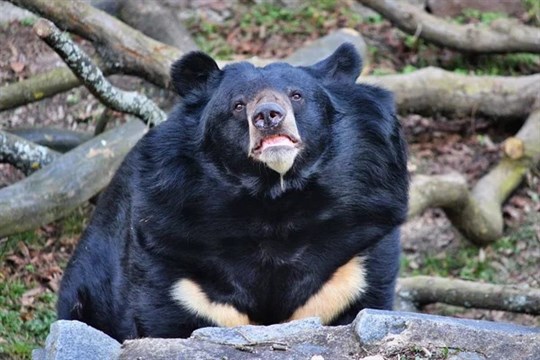 Medvěd Jiří se přesune z Konopiště do ostravské zoo. Bude tam mít lepší podmínky