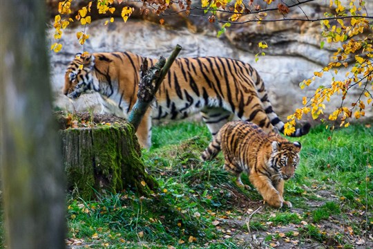 Zlínská zoo se raduje! Malý tygřík zvládl těžší start do života a má se čile k světu