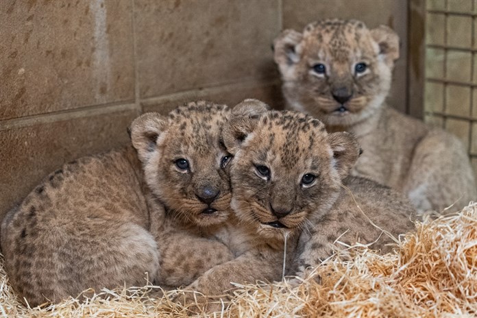 Obrovská radost a překvapení ve zlínské zoo! Lvice Kwale porodila tři zdravá mláďata