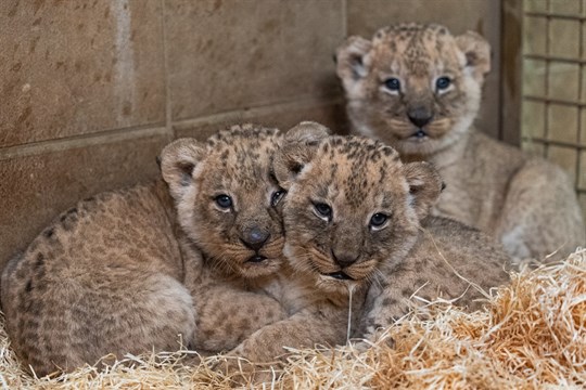 Obrovská radost a překvapení ve zlínské zoo! Lvice Kwale porodila tři zdravá mláďata
