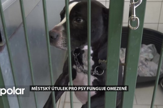 Městský útulek pro psy v Opavě čeká rekonstrukce. Po povodních funguje omezeně