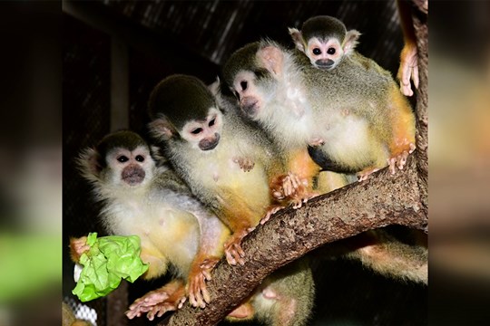 ZOO Olomouc má první přírůstek roku 2025