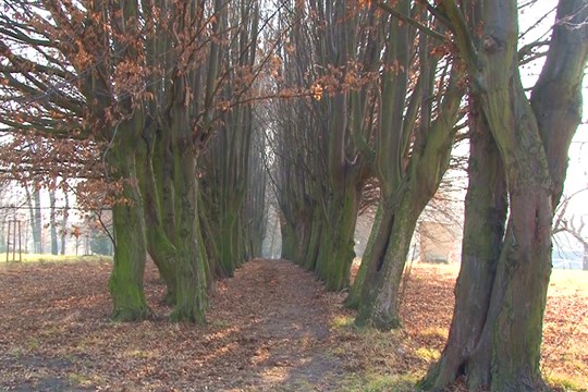 Nejoblíbenější alejí Olomouckého kraje je habrová alej v Rokytnici