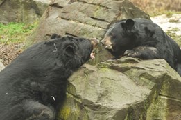 Hasiči asistovali v Zoo Ostrava u seznamování dvou medvědů