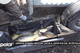 Obnova rybníka Míčovec začala, úhyn ryb šetří policie