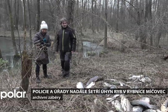Policie a úřady nadále šetří úhyn ryb v rybníku Míčovec