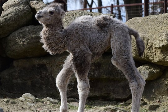Velbloudi v ZOO Olomouc mezi sebe přivítali další mládě