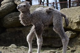 Velbloudi v ZOO Olomouc mezi sebe přivítali další mládě