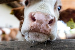 Kvůli slintavce a kulhavce budou nákladní auta ze Slovenska přijíždět jen přes 4 hraniční přechody