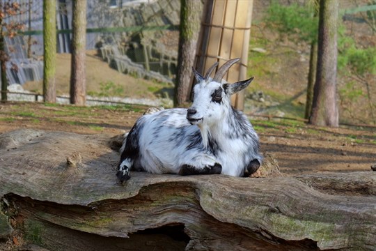 Slintavka a kulhavka hrozí i chovům v zoo. Olomouc přijala preventivní opatření