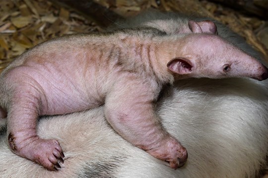 Mládě mravenečníka v ZOO Olomouc se má čile k světu