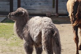 Nejnovějším přírůstkem v hodonínské zoo je mládě velblouda dvouhrbého