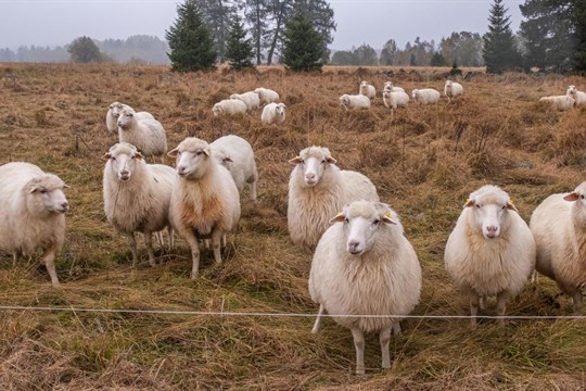 NP Šumava žádá turisty, aby se vyhnuli trasám, které vedou skrz pastviny