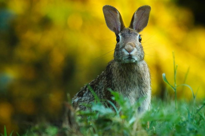 Kraj podpoří chovatele a myslivce: Peníze půjdou i na akce pro děti