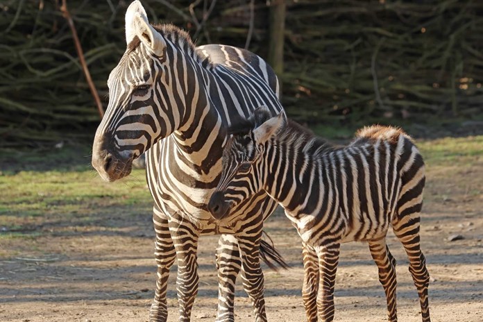 Plzeňská zoo slaví nový přírůstek: Narodila se kobylka vzácné zebry