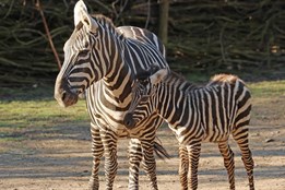 Plzeňská zoo slaví nový přírůstek: Narodila se kobylka vzácné zebry