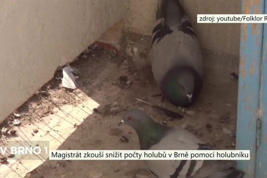 Magistrát zkouší snížit počty holubů v Brně pomocí holubníku