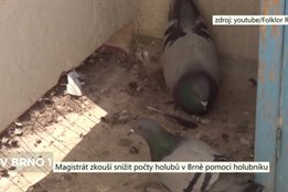 Magistrát zkouší snížit počty holubů v Brně pomocí holubníku