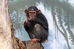Šimpanzice Caila z plzeňské ZOO podstupuje biologickou léčbu kvůli vážným zdravotním problémům