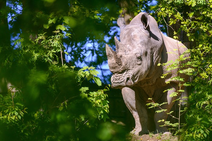 Zlínská zoo a její návštěvníci přispěli na ochranu ikonického nosorožce už více než 1 200 000 korun